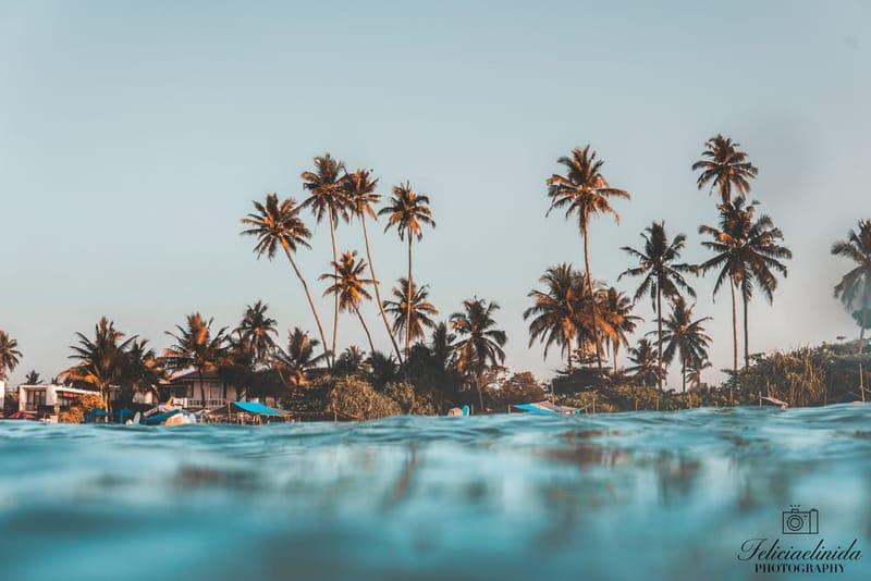 Palm trees along Weligama Bay seen from the water, Sri Lanka